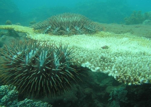 Sao Biển Gai bùng nổ đang hủy diệt các tập đoàn san hô tạo rạn